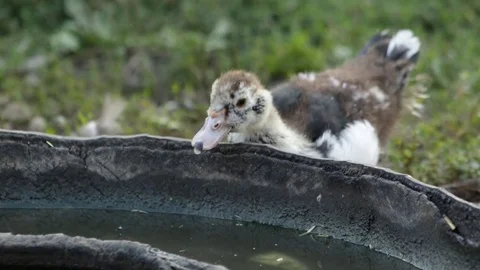 Little duckling drinks Video stock 79763604