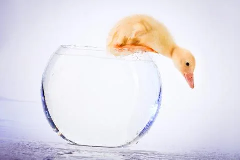 Little duckling Stock-Fotos