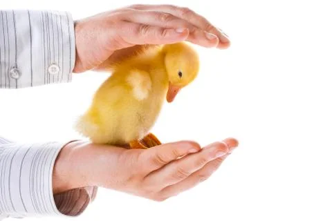 Little duckling Fotos Stock