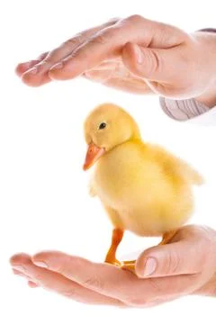 Little duckling Stock Photos