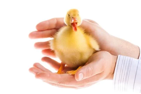 Little duckling Фото
