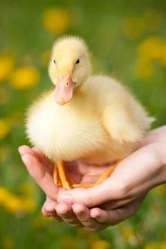 Little duckling 库存照片