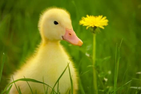 Little duckling Fotos de archivo
