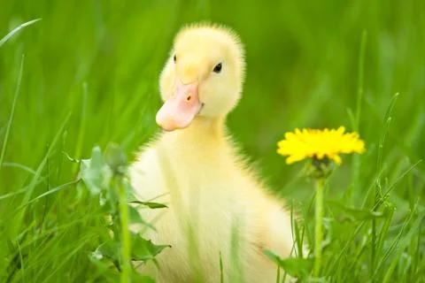 Little duckling Stock-Fotos