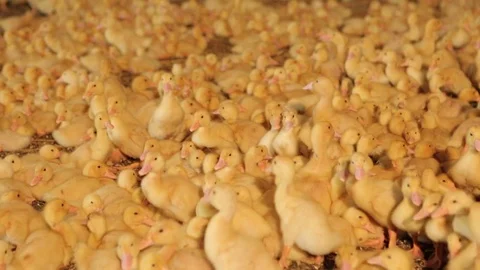 Little ducklings Stock Footage 78513383