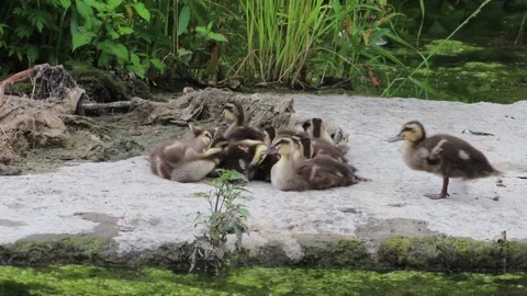 Little ducklings. Stock Footage 200110570