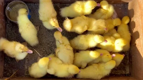 Little ducklings Stock Footage 203792193