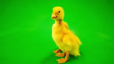 Little ducklings on the green screen background Stock Footage 79266835