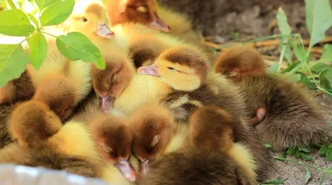 Little ducklings sleep Stock Footage 52227926