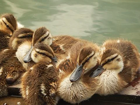 Little ducklings in the water Stock Photos