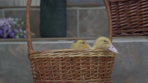 Little ducks in a basket. Easter spring background Stock Footage 165620487