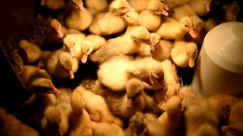 Little ducks on a farm Video stock 89822603
