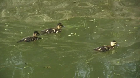 Little ducks Video stock 640341
