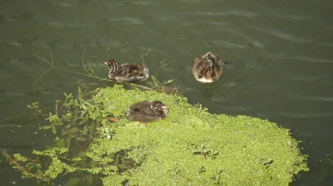 Little ducks Vidéo 797293