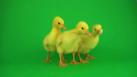 Little ducks on green screen Stock Footage 105924431