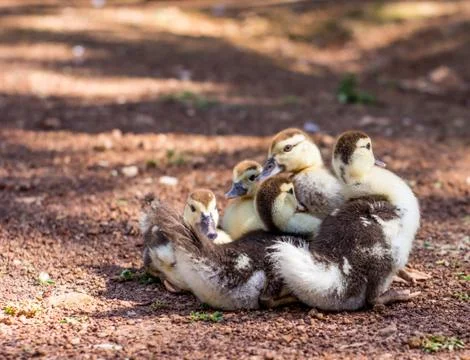 Little ducks Stock Photos