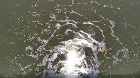 Little Ducks plating with waves 库存影片 273213870