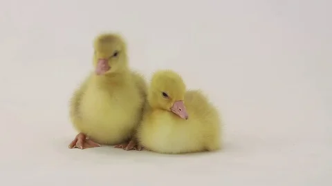 Little ducks on white screen, studio shot Stock Footage 78091448