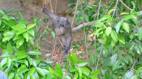 Little Dusky langur go down from tree branch and get food from human hands Stock-Footage 153390280