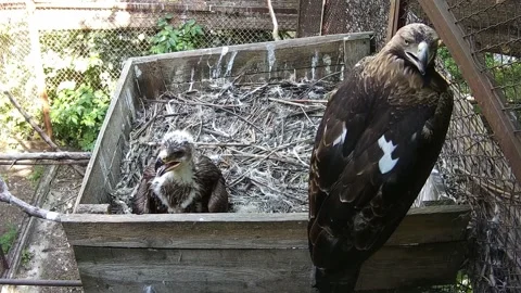 Little eagle and his mom are waiting for daddy eagle with prey Stock Footage 156596689