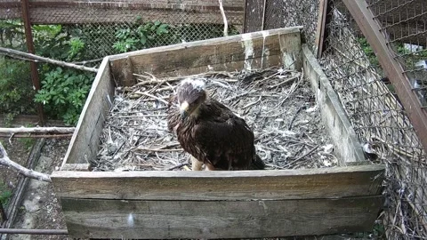 Little eagle calling his mom Stock Footage 157208524