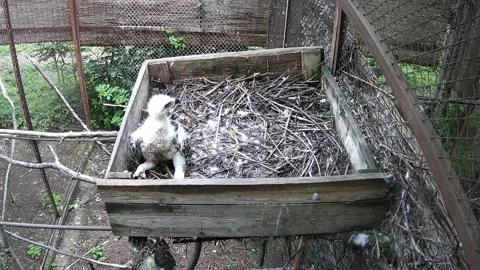 Little eagle calling hs mom Video stock 155728421