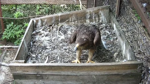 Little eagle chick cleaning its feathers Stock Footage 157860618