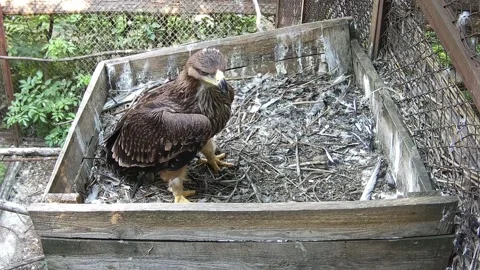 Little eagle chick is waiting for its mother in the nest Stock Footage 157860612