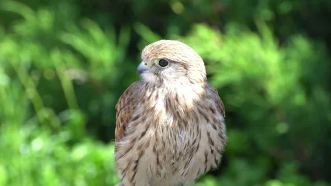 Little eagle cleans its feathers 動画素材 117820094