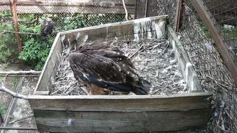 Little eagle eating in the neast Stock Footage 157270157