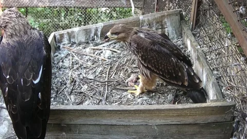 Little eagle eating the pray Stock Footage 158161686