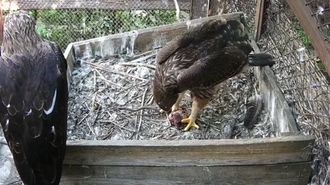 Little eagle eating while his mom protect him Stock Footage 158161688
