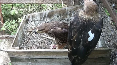 Little eagle eating while his mom watch at him Video stock 158359368