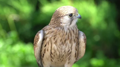 Little Eagle opens its wing Stock Footage 117820078