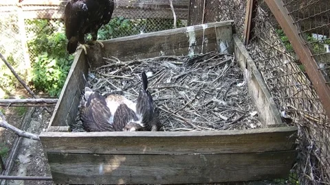 Little eagle waiting for his mom in the neast Stock Footage 157208530