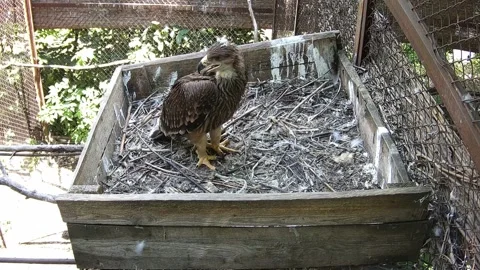 Little eagle waiting for the parent Stock Footage 157270155