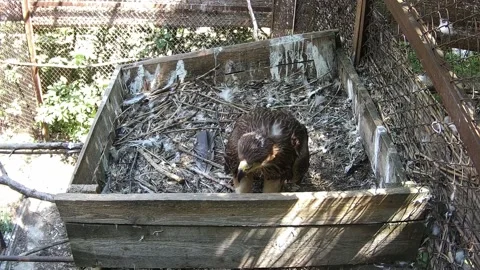 Little eagle waiting for the parents Video stock 157587618