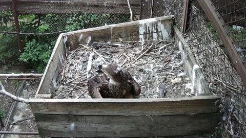 Little eagle waiting while mom comes to the neast Stock Footage 157270140