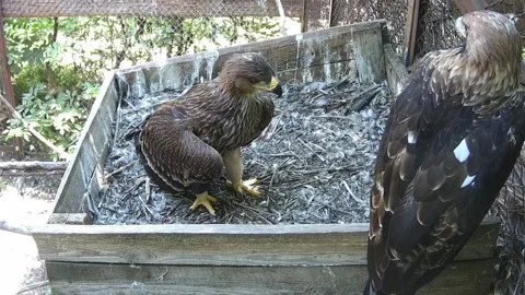 Little eaglet cowards with feathers Stock Footage 158161695
