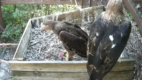 Little eaglet eats prey in the nest Stock Footage 158161693