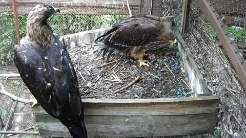 Little eaglet eats while his mom protects him Stock Footage 158609396