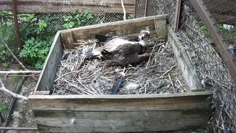 The little eaglet is left alone in the nest and is waiting for its mother 스톡 동영상 156893144