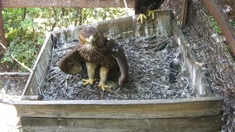 Little eaglet looks out for daddy eaglet Stock Footage 158161691