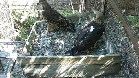 The little eaglet makes the first flaps of its wings Stock Footage 159220229