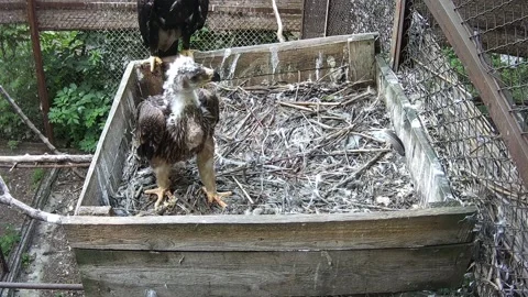 A little eaglet stands in the nest and looks out at its mother Stock Footage 156750596