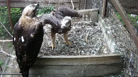 The little eaglet tries to make the first flaps of its wings Video stock 156750736