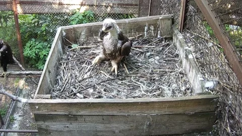 Little eaglet tries to make its first flaps of its wings Stock Footage 156492895