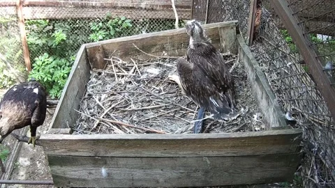 The little eaglet was left alone in the nest and is calling its parents Stock Footage 156955733