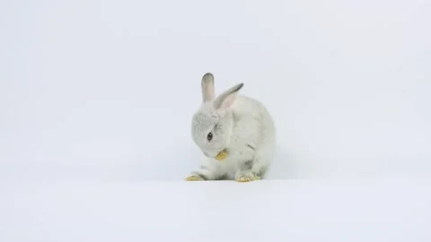 Little easter bunny rabbit clean its foot and looking at camera. Video stock 147089072