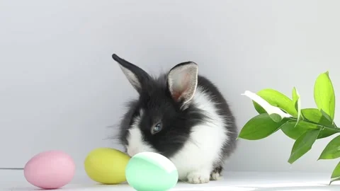Little Easter bunny sniffs Easter eggs, on a white-gray background with leaves. Stock Footage 169097080